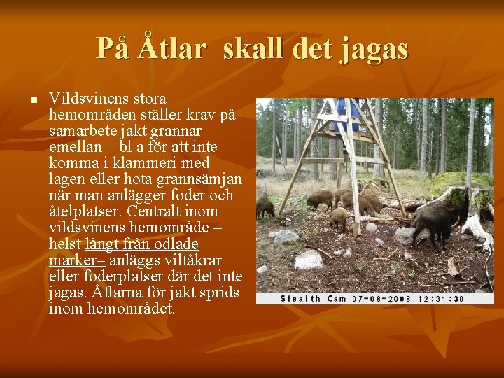 På Åtlar skall det jagas n Vildsvinens stora hemområden ställer krav på samarbete jakt