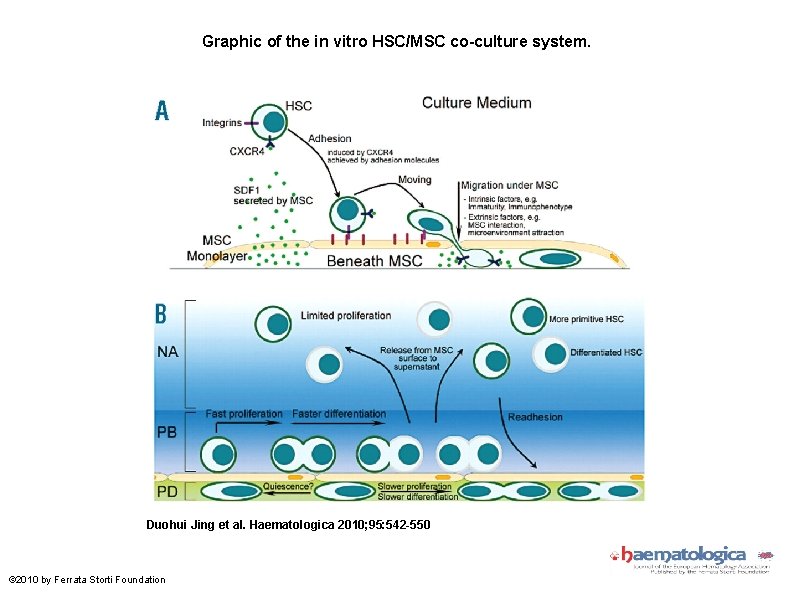 Graphic of the in vitro HSC/MSC co-culture system. Duohui Jing et al. Haematologica 2010;