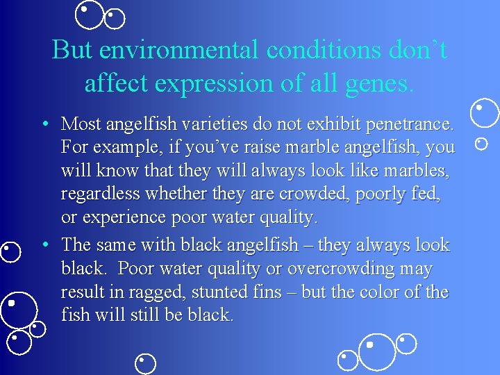 But environmental conditions don’t affect expression of all genes. • Most angelfish varieties do