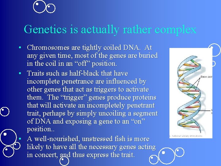 Genetics is actually rather complex • Chromosomes are tightly coiled DNA. At any given