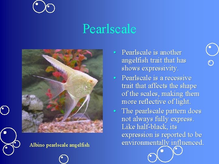 Pearlscale Albino pearlscale angelfish • Pearlscale is another angelfish trait that has shows expressivity.