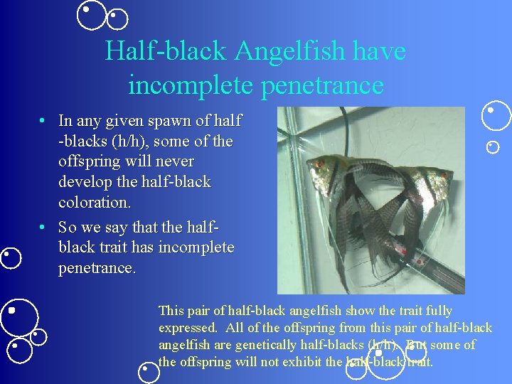Half-black Angelfish have incomplete penetrance • In any given spawn of half -blacks (h/h),