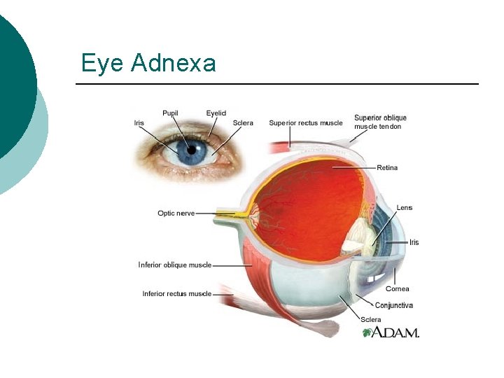 Eye Adnexa 