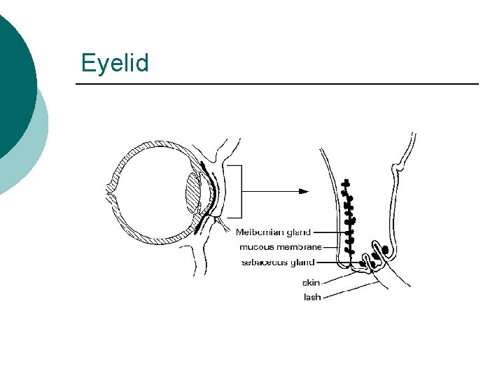 Eyelid 