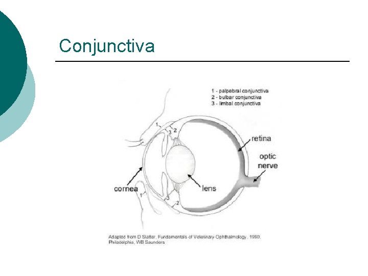 Conjunctiva 