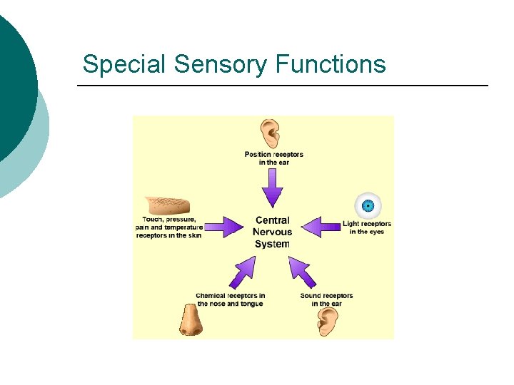 Special Sensory Functions 
