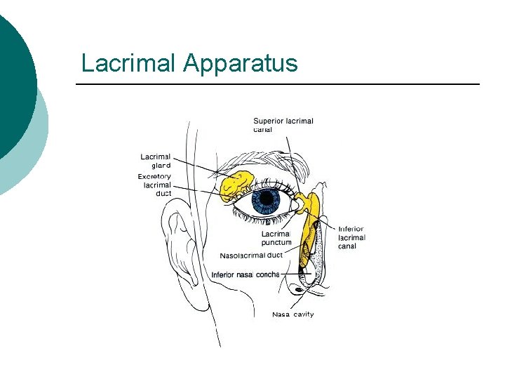 Lacrimal Apparatus 