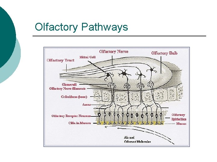 Olfactory Pathways 