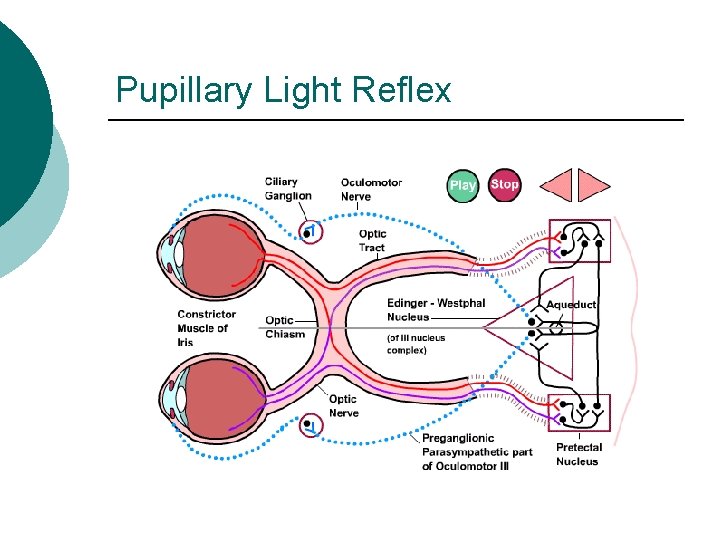 Pupillary Light Reflex 