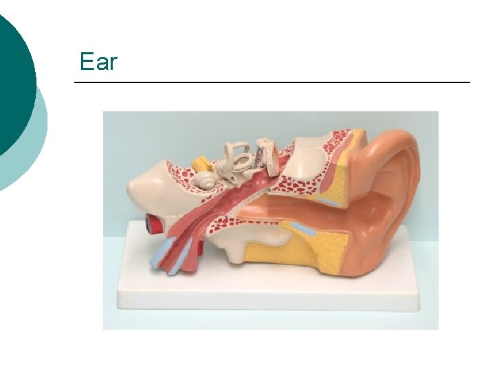 Ear 