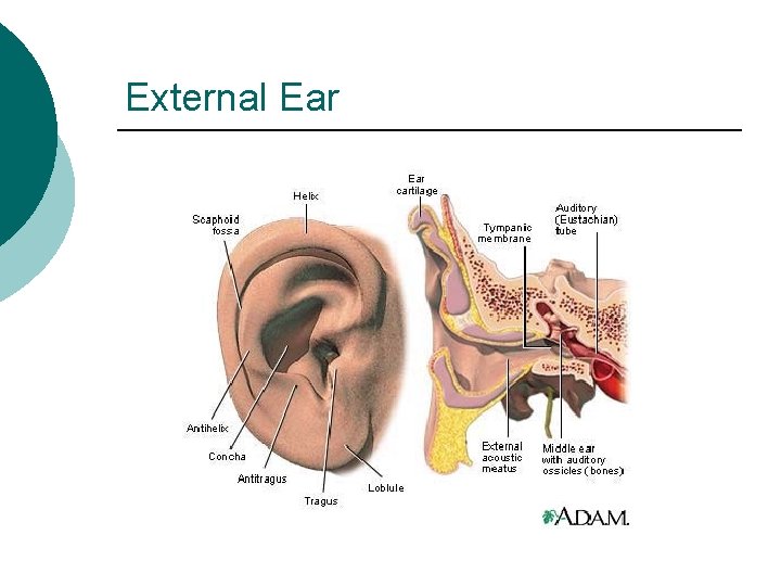 External Ear 