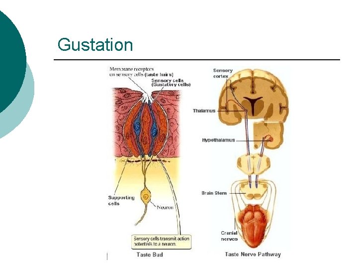 Gustation 