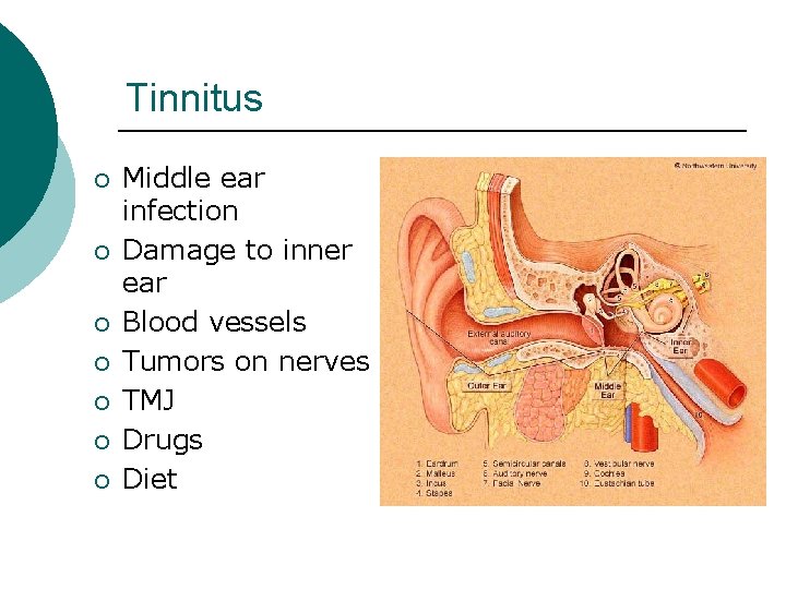 Tinnitus ¡ ¡ ¡ ¡ Middle ear infection Damage to inner ear Blood vessels