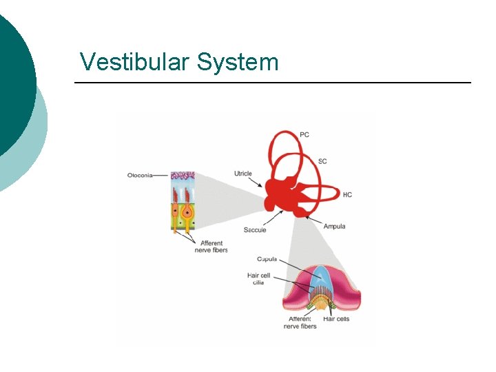 Vestibular System 