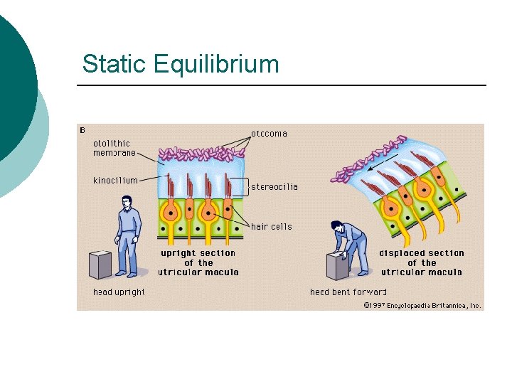 Static Equilibrium 