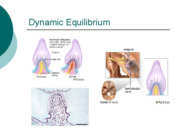 Dynamic Equilibrium 