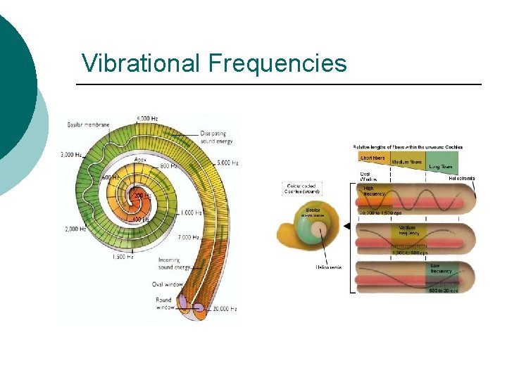 Vibrational Frequencies 