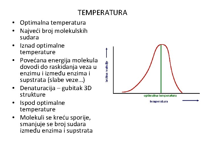 TEMPERATURA • Optimalna temperatura • Najveći broj molekulskih sudara • Iznad optimalne temperature •