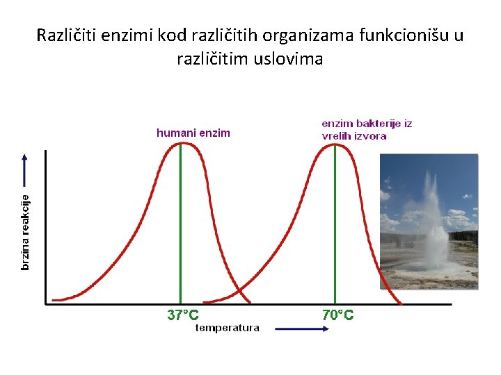 Različiti enzimi kod različitih organizama funkcionišu u različitim uslovima 