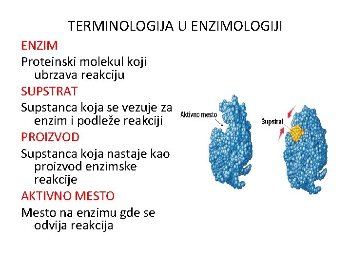 TERMINOLOGIJA U ENZIMOLOGIJI ENZIM Proteinski molekul koji ubrzava reakciju SUPSTRAT Supstanca koja se vezuje