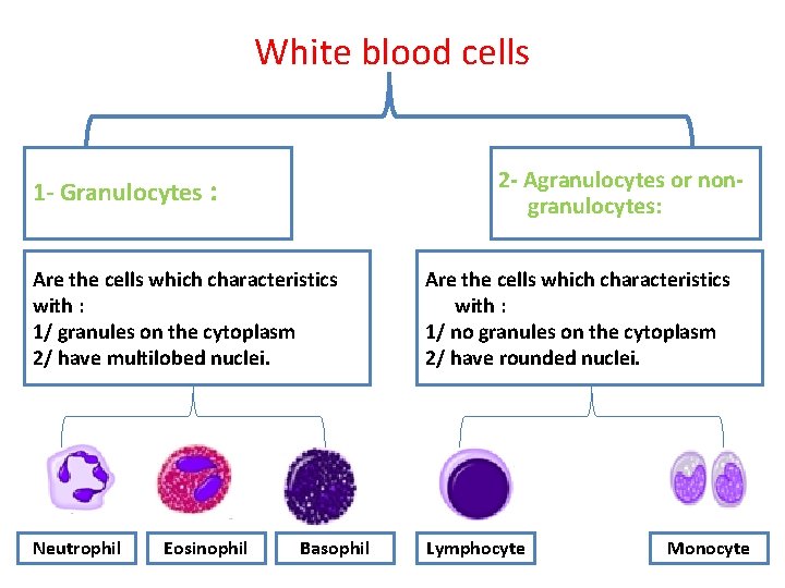 White blood cells 2 - Agranulocytes or nongranulocytes: 1 - Granulocytes : Are the