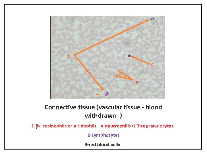 1 2 3 ﺏ Connective tissue (vascular tissue - blood withdrawn -) 1 -(b-