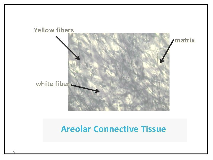 Yellow fibers matrix white fiber Areolar Connective Tissue 5 