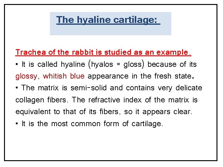 The hyaline cartilage: Trachea of the rabbit is studied as an example. • It