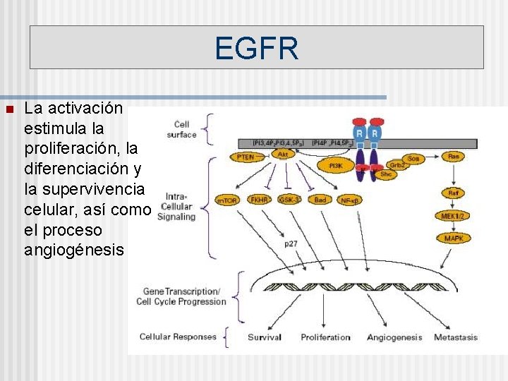 EGFR n La activación estimula la proliferación, la diferenciación y la supervivencia celular, así