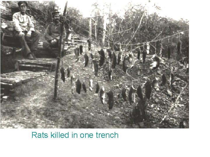 Rats killed in one trench 