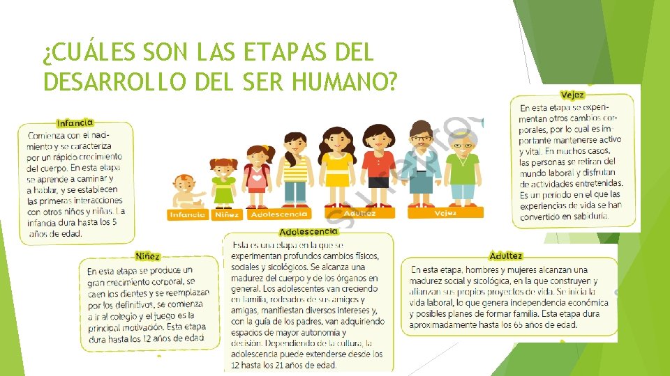 ¿CUÁLES SON LAS ETAPAS DEL DESARROLLO DEL SER HUMANO? 