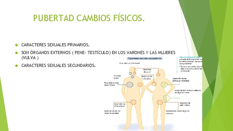 PUBERTAD CAMBIOS FÍSICOS. CARACTERES SEXUALES PRIMARIOS. SON ÓRGANOS EXTERNOS ( PENE- TESTÍCULO) EN LOS