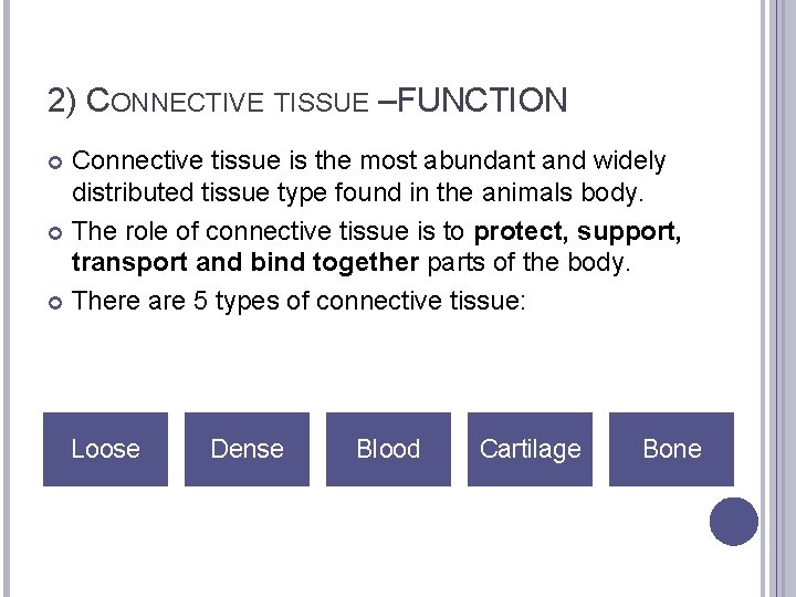2) CONNECTIVE TISSUE –FUNCTION Connective tissue is the most abundant and widely distributed tissue
