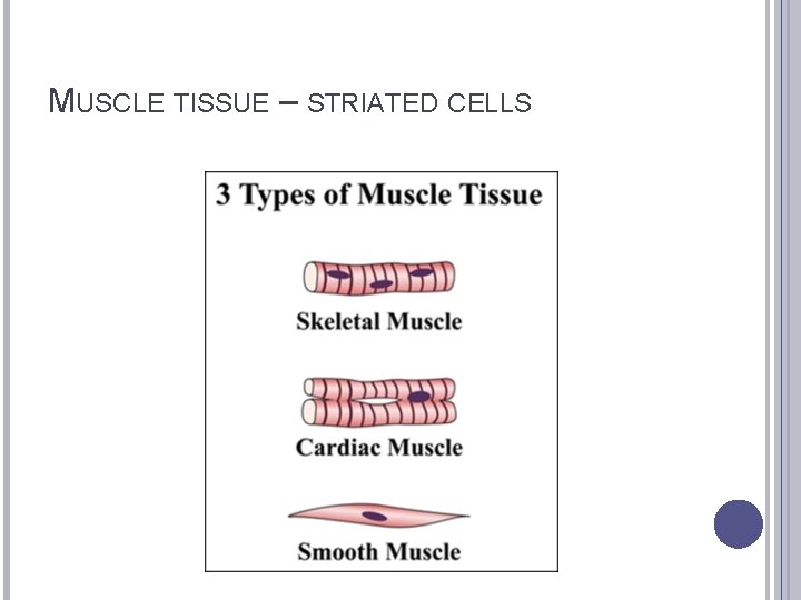 MUSCLE TISSUE – STRIATED CELLS 