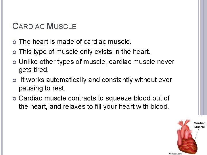 CARDIAC MUSCLE The heart is made of cardiac muscle. This type of muscle only