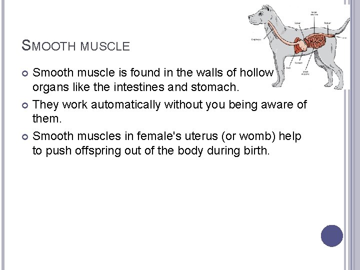 SMOOTH MUSCLE Smooth muscle is found in the walls of hollow organs like the