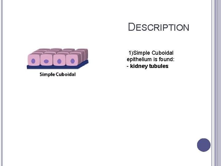 DESCRIPTION 1)Simple Cuboidal epithelium is found: - kidney tubules 