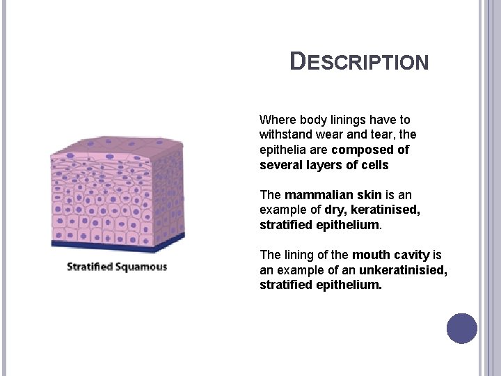 DESCRIPTION Where body linings have to withstand wear and tear, the epithelia are composed
