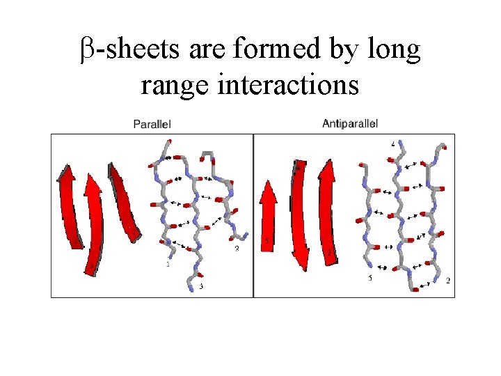  -sheets are formed by long range interactions 