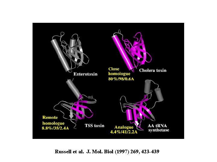 Russell et al. J. Mol. Biol (1997) 269, 423 -439 