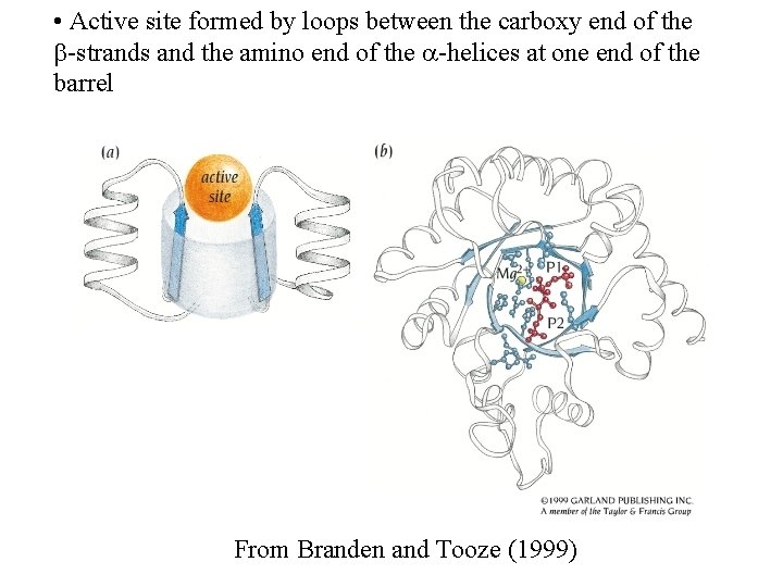  • Active site formed by loops between the carboxy end of the -strands