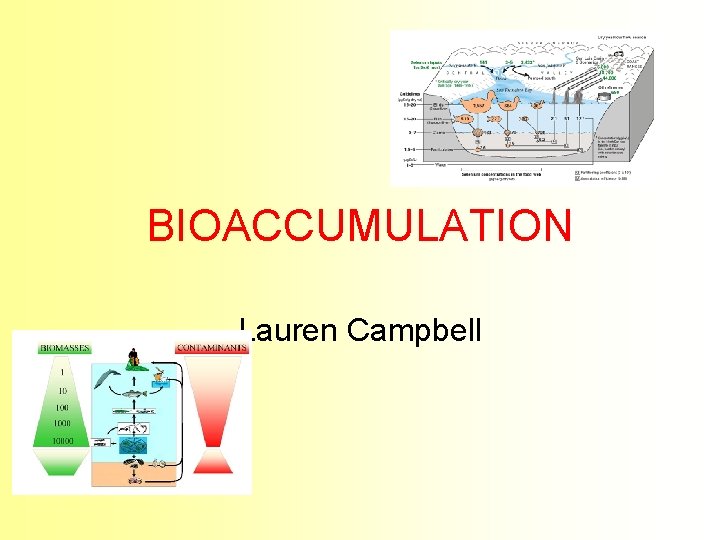 BIOACCUMULATION Lauren Campbell 