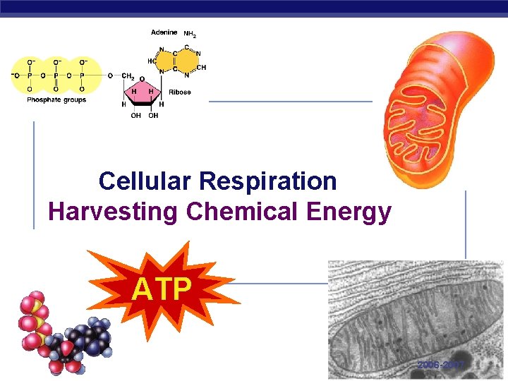 Cellular Respiration Harvesting Chemical Energy ATP Regents Biology 2006 -2007 
