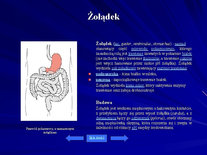 Żołądek (łac. gaster, ventriculus, stomachus) - narząd stanowiący część przewodu pokarmowego, którego zasadniczą rolą