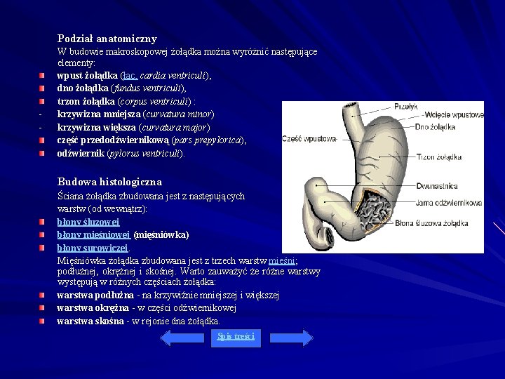 Podział anatomiczny - W budowie makroskopowej żołądka można wyróżnić następujące elementy: wpust żołądka (łac.
