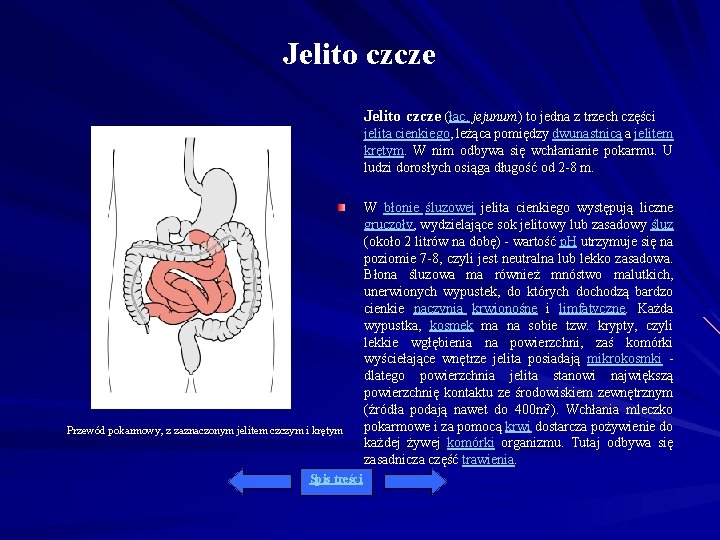 Jelito czcze (łac. jejunum) to jedna z trzech części jelita cienkiego, leżąca pomiędzy dwunastnicą