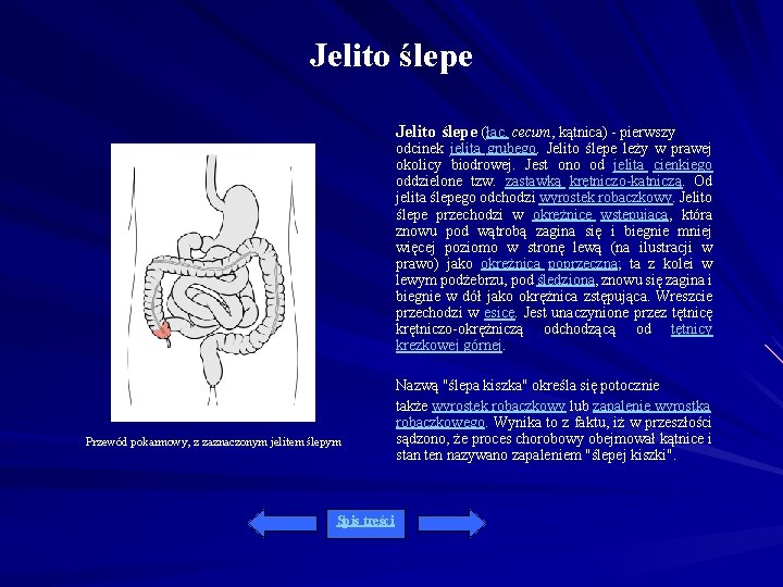 Jelito ślepe (łac. cecum, kątnica) - pierwszy odcinek jelita grubego. Jelito ślepe leży w