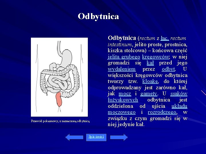 Odbytnica (rectum z łac. rectum Przewód pokarmowy, z zaznaczoną odbytnicą Spis treści intestinum, jelito