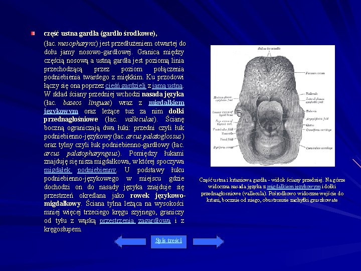 część ustna gardła (gardło środkowe), (łac. mesopharynx) jest przedłużeniem otwartej do dołu jamy nosowo-gardłowej.