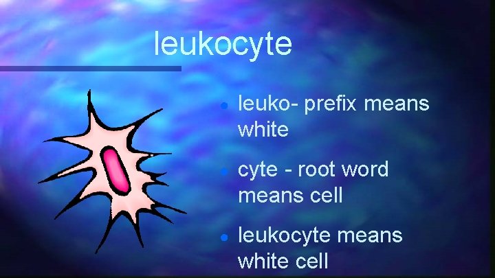 leukocyte ● leuko- prefix means white ● cyte - root word means cell ●